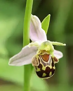 A black and yellow flower shaped like a female bee