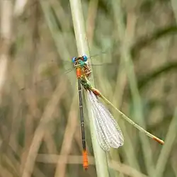 Orange-tailed marsh dart