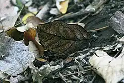 Image 1A camouflaged orange oak leaf butterfly, Kallima inachus (centre) has protective resemblance. (from Animal coloration)