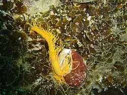 "Cirriformia capensis" (Cirratulidae)