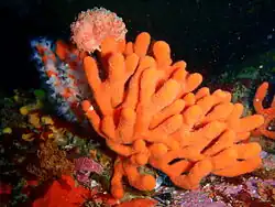 Orange tree sponge ("Echinoclathria dichotoma") with crab at Dreadlocks Reef, near Cape Town. The white polyps on the left are "Parazoanthus", which is often found growing on sponges. The sponge crab is probably "Pseudodromia latens" under the cover of a colonial ascidian which it carries for protection.