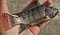A dead Tilapia in a person's hand. It is black and white in colour.