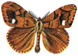 Illustrated adult male