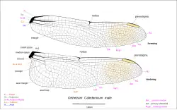 Illustration of wings of male
