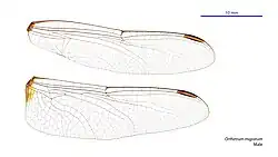 Male wings