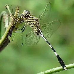 Orthetrum sabina feeding on Tetrathemis platyptera