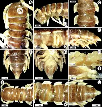 Anatomy of male (A-I) and female (J-L)