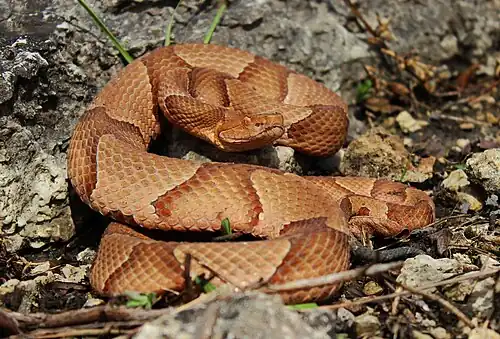 Eastern copperhead (Agkistrodon contortrix) Jefferson Co., Missouri (5 April 2015: 67&nbsp;°F) were previously classified as "Osage copperhead" (Agkistrodon contortrix phaeogaster).