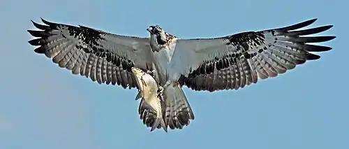 Eurasian osprey (P. h. haliaetus)