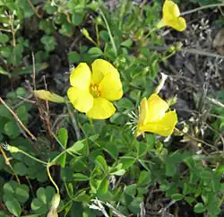 Oxalis priceae Small