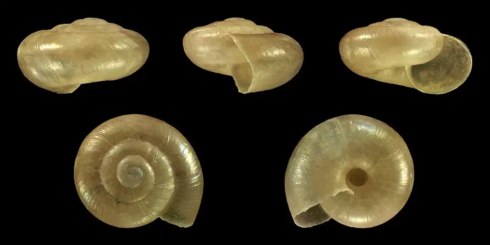 Shell of a Juvenile specimen (Ø 4&nbsp;mm, 0.16&nbsp;in)