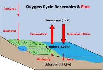 Oxygen cycle