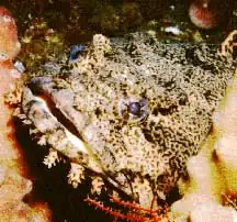 The oyster toadfish (Opsanus tau) is one of the Batrachoididae