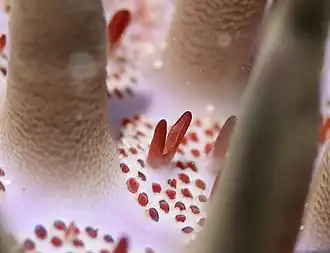 Pedicellariae and retracted papulae among the spines of Acanthaster planci