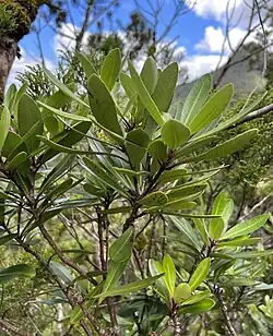A bokeh image of the green foliage of P. kirkii among with other trees and moss in the forest in the Coromandel Peninsula, in New Zealand's North Island.