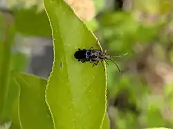 A pair of beetles mating. They display the sexual dimorphism of this species with the male being a much darker metallic black than the female which has a metallic brassy color.