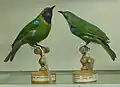 Golden-fronted leafbird and Jerdon's leafbird in National Museum of Ireland - Natural History