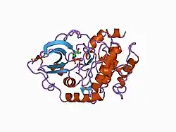 1atp: 2.2 angstrom refined crystal structure of the catalytic subunit of cAMP-dependent protein kinase complexed with MNATP and a peptide inhibitor