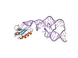 1drz: U1A SPLICEOSOMAL PROTEIN/HEPATITIS DELTA VIRUS GENOMIC RIBOZYME COMPLEX