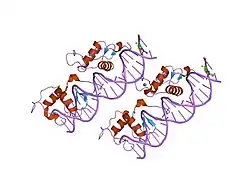 1ga5: CRYSTAL STRUCTURE OF THE ORPHAN NUCLEAR RECEPTOR REV-ERB(ALPHA) DNA-BINDING DOMAIN BOUND TO ITS COGNATE RESPONSE ELEMENT
