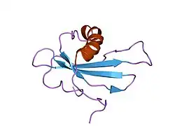 1gd4: SOLUTION STRUCTURE OF P25S CYSTATIN A