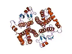 1hnb: CRYSTAL STRUCTURE OF HUMAN CLASS MU GLUTATHIONE TRANSFERASE GSTM2-2: EFFECTS OF LATTICE PACKING ON CONFORMATIONAL HETEROGENEITY
