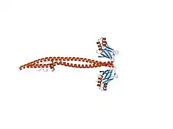 1ik9: CRYSTAL STRUCTURE OF A XRCC4-DNA LIGASE IV COMPLEX