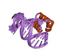 1iv6: Solution Structure of the DNA Complex of Human TRF1