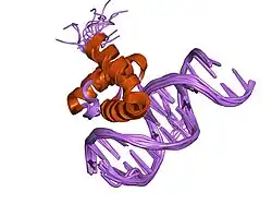 1lfu: NMR solution structure of the extended PBX homeodomain bound to DNA
