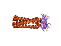 1m7l: Solution Structure of the Coiled-Coil Trimerization Domain from Lung Surfactant Protein D