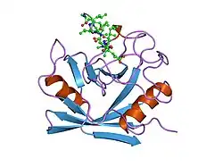 1mik: THE ROLE OF WATER MOLECULES IN THE STRUCTURE-BASED DESIGN OF (5-HYDROXYNORVALINE)-2-CYCLOSPORIN: SYNTHESIS, BIOLOGICAL ACTIVITY, AND CRYSTALLOGRAPHIC ANALYSIS WITH CYCLOPHILIN A