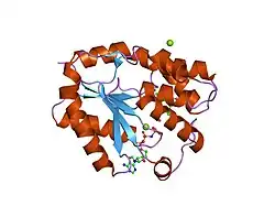 1nmz: Crystal structure of human thymidylate kinase with NH2TMP and AppNHp
