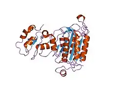 1nw9: STRUCTURE OF CASPASE-9 IN AN INHIBITORY COMPLEX WITH XIAP-BIR3