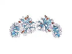 Cartoon representation of the molecular structure of Oligoxyloglucan reducing-end-specific cellobiohydrolase protein with 2 globular looking domains