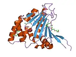 1u0y: N-Domain Of Grp94, with the Charged Domain, In Complex With the Novel Ligand N-Propyl Carboxyamido Adenosine