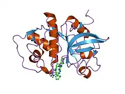 1u9x: Crystal Structure of the Cysteine Protease Human Cathepsin K in Complex with the Covalent Inhibitor NVP-ABJ688