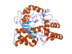 1z29: Crystal Structures of SULT1A2 and SULT1A1*3: Implications in the bioactivation of N-hydroxy-2-acetylamino fluorine (OH-AAF)