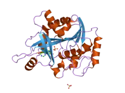 2a0w: Structure of human purine nucleoside phosphorylase H257G mutant