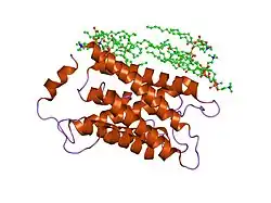 2b6o: electron crystallographic structure of lens Aquaporin-0 (AQP0) (lens MIP) at 1.9A resolution, in a closed pore state