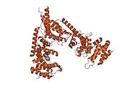 2bnx: CRYSTAL STRUCTURE OF THE DIMERIC REGULATORY DOMAIN OF MOUSE DIAPHANEOUS-RELATED FORMIN (DRF), MDIA1