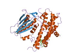 2bu7: CRYSTAL STRUCTURES OF HUMAN PYRUVATE DEHYDROGENASE KINASE 2 CONTAINING PHYSIOLOGICAL AND SYNTHETIC LIGANDS