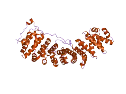 2c1m: NUP50:IMPORTIN-ALPHA COMPLEX