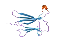 2d4d: The Crystal Structure of human beta2-microglobulin, L39W W60F W95F Mutant