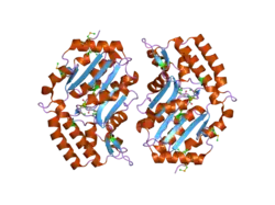 2g08: X-ray structure of mouse pyrimidine 5'-nucleotidase type 1, product-transition complex analog with Aluminum fluoride