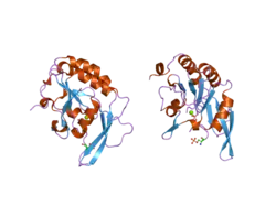 2ghq: CTD-specific phosphatase Scp1 in complex with peptide C-terminal domain of RNA polymerase II