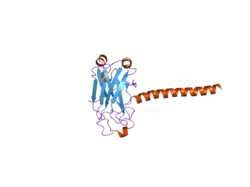 2gkw: Key contacts promote recognition of BAFF-R by TRAF3
