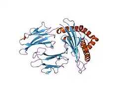2h6p: Crystal structure of HLA-B*3501 presenting the human cytochrome P450 derived peptide, KPIVVLHGY