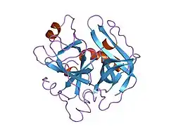 2hnt: CRYSTALLOGRAPHIC STRUCTURE OF HUMAN GAMMA-THROMBIN