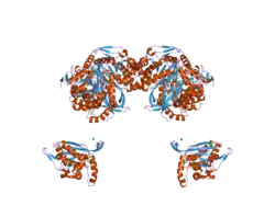 2ii3: Crystal structure of a cubic core of the dihydrolipoamide acyltransferase (E2b) component in the branched-chain alpha-ketoacid dehydrogenase complex (BCKDC), Oxidized Coenzyme A-bound form