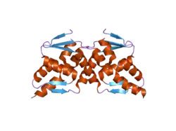 2nn2: Crystal structure of the BTB domain from the LRF/ZBTB7 transcriptional regulator